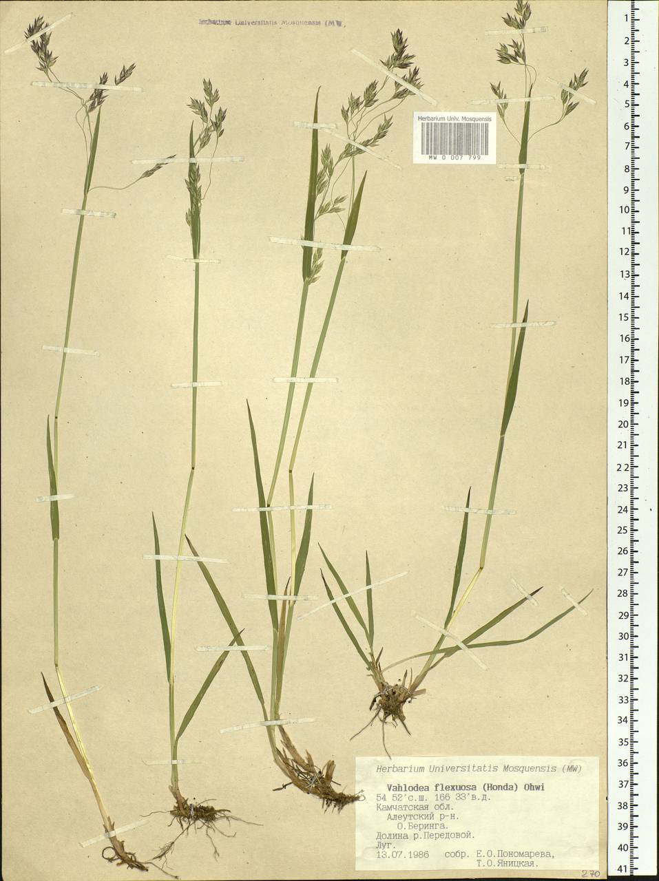 Deschampsia cespitosa subsp. cespitosa, Siberia, Chukotka & Kamchatka (S7) (Russia)