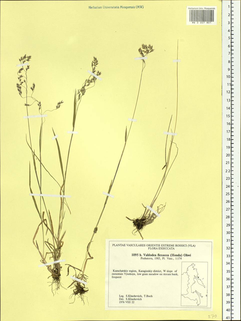 Deschampsia cespitosa subsp. cespitosa, Siberia, Chukotka & Kamchatka (S7) (Russia)