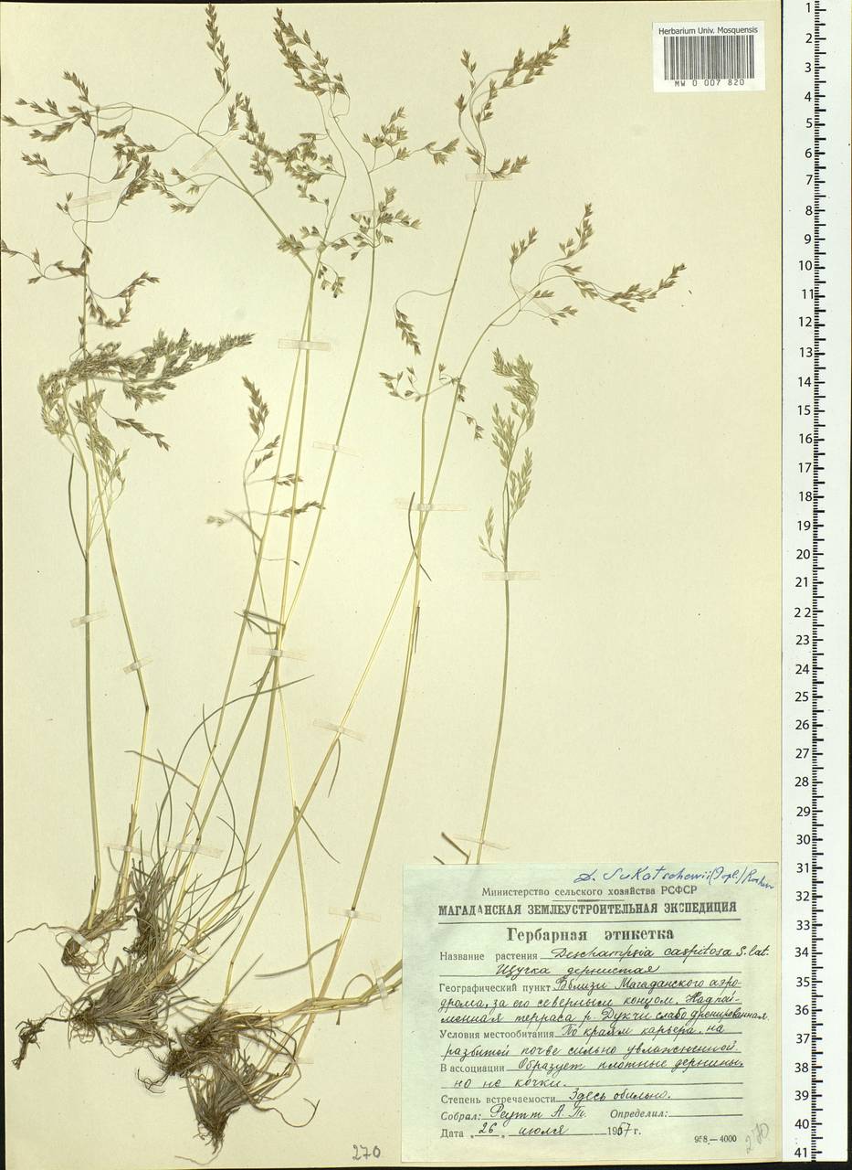 Deschampsia cespitosa subsp. cespitosa, Siberia, Chukotka & Kamchatka (S7) (Russia)