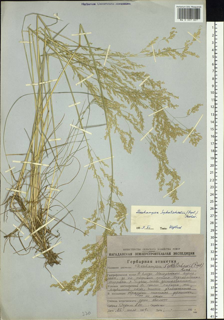 Deschampsia cespitosa subsp. cespitosa, Siberia, Chukotka & Kamchatka (S7) (Russia)