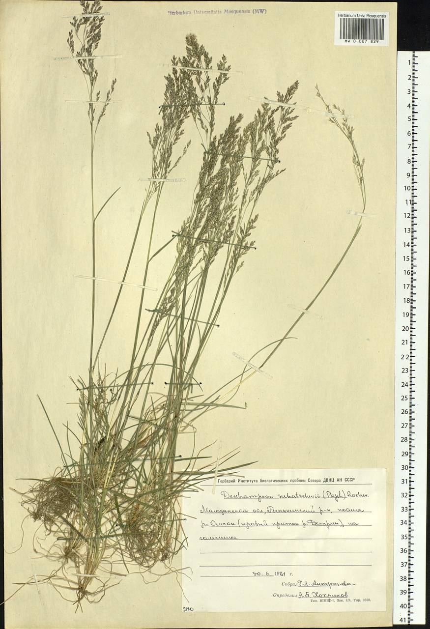 Deschampsia cespitosa subsp. cespitosa, Siberia, Chukotka & Kamchatka (S7) (Russia)