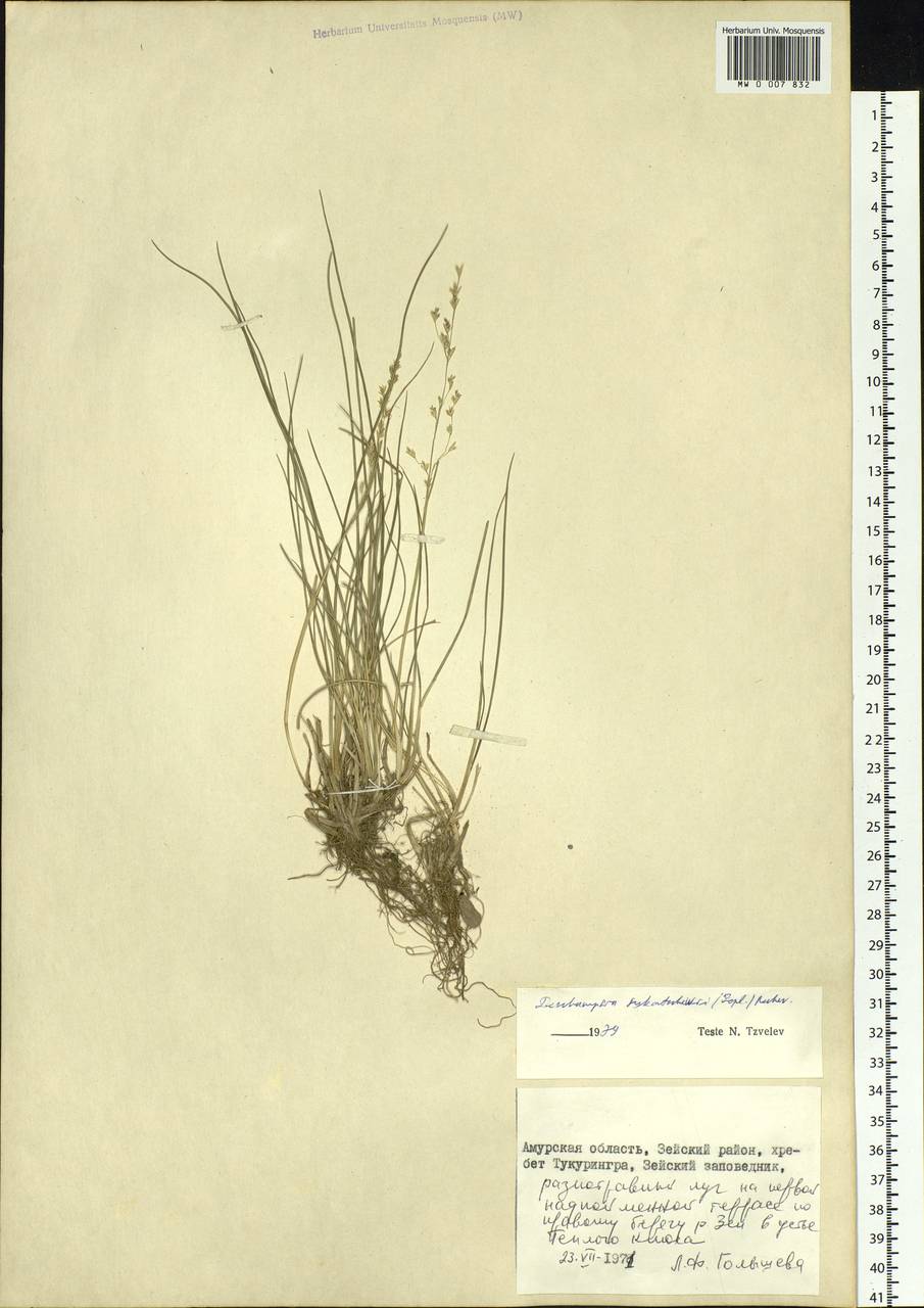 Deschampsia cespitosa subsp. cespitosa, Siberia, Russian Far East (S6) (Russia)