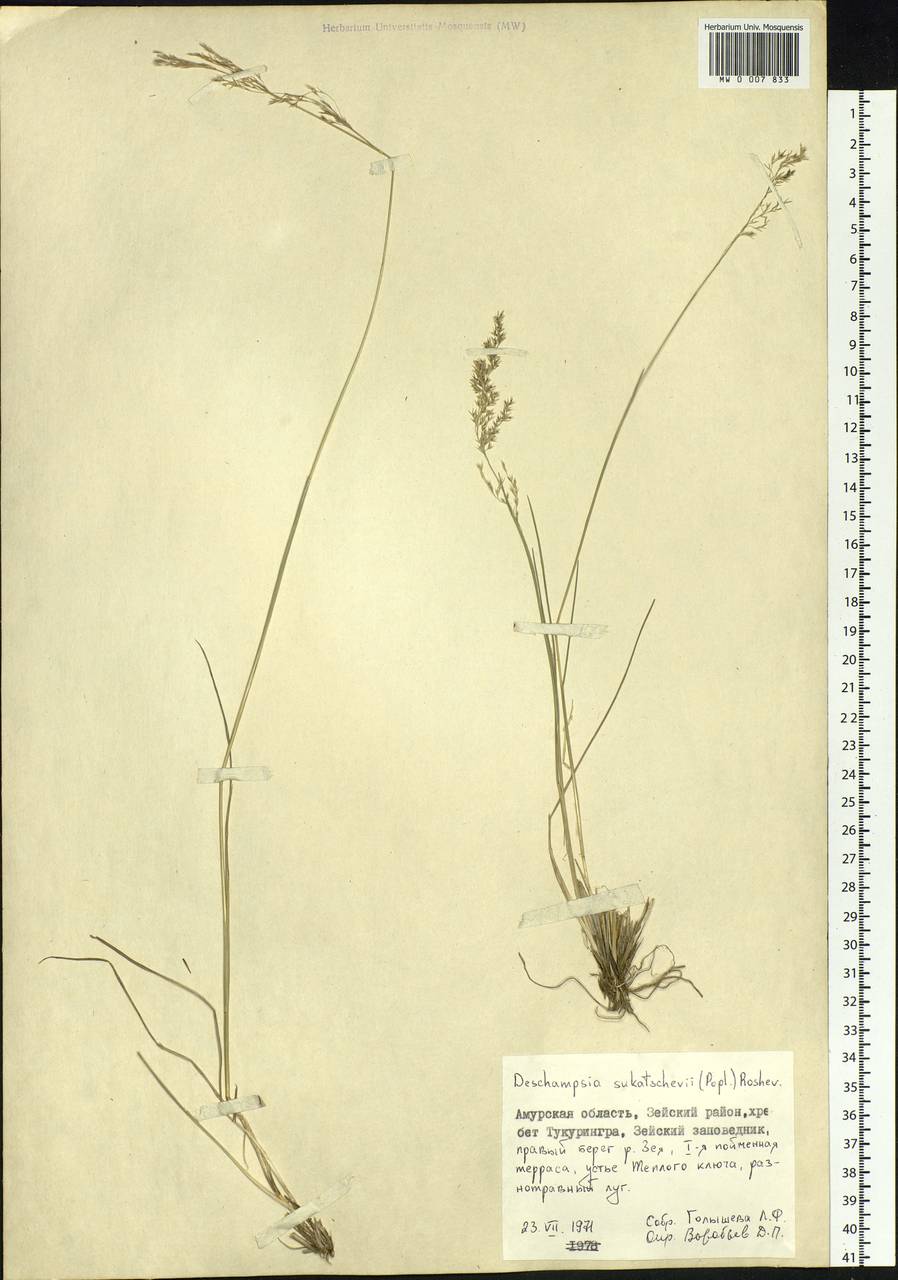 Deschampsia cespitosa subsp. cespitosa, Siberia, Russian Far East (S6) (Russia)