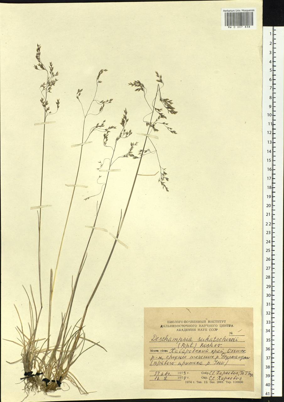Deschampsia cespitosa subsp. cespitosa, Siberia, Russian Far East (S6) (Russia)