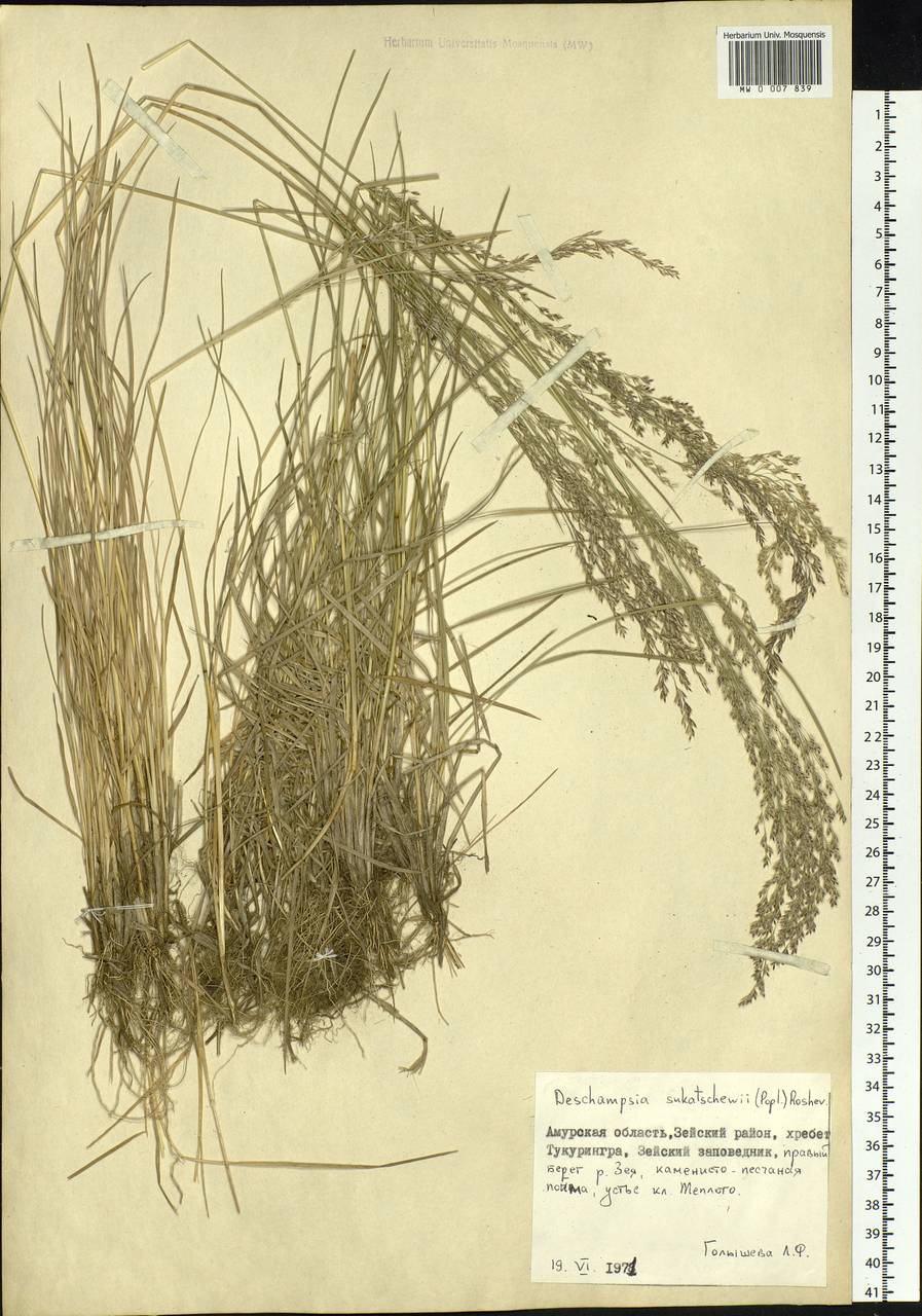 Deschampsia cespitosa subsp. cespitosa, Siberia, Russian Far East (S6) (Russia)