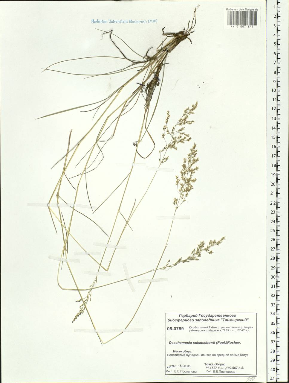 Deschampsia cespitosa subsp. cespitosa, Siberia, Central Siberia (S3) (Russia)