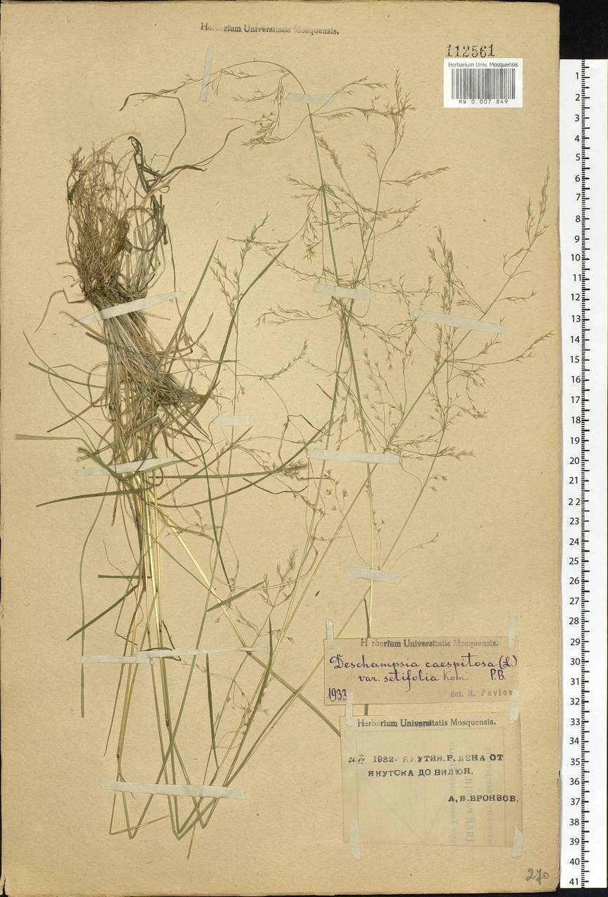 Deschampsia cespitosa subsp. cespitosa, Siberia, Yakutia (S5) (Russia)