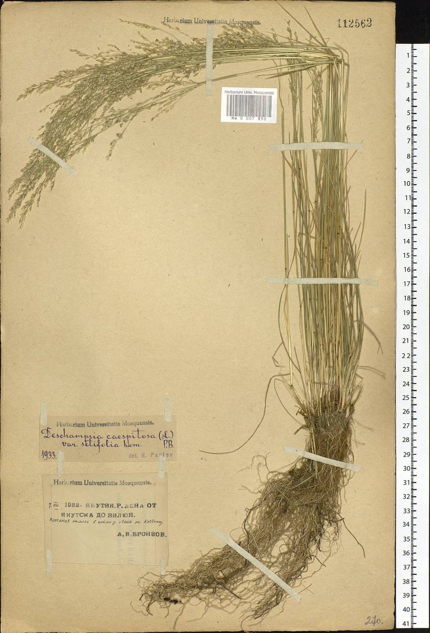 Deschampsia cespitosa subsp. cespitosa, Siberia, Yakutia (S5) (Russia)