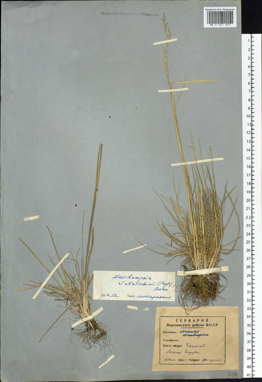 Deschampsia cespitosa subsp. cespitosa, Siberia, Yakutia (S5) (Russia)