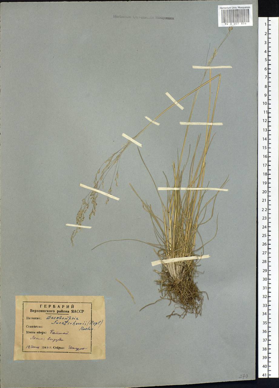 Deschampsia cespitosa subsp. cespitosa, Siberia, Yakutia (S5) (Russia)