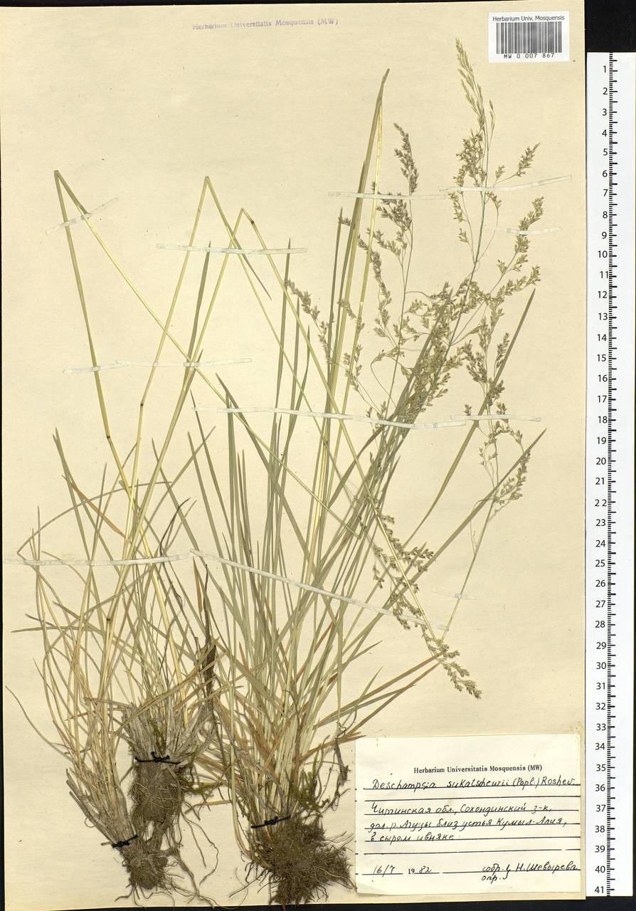 Deschampsia cespitosa subsp. cespitosa, Siberia, Baikal & Transbaikal region (S4) (Russia)