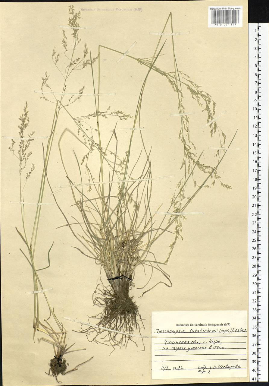 Deschampsia cespitosa subsp. cespitosa, Siberia, Baikal & Transbaikal region (S4) (Russia)