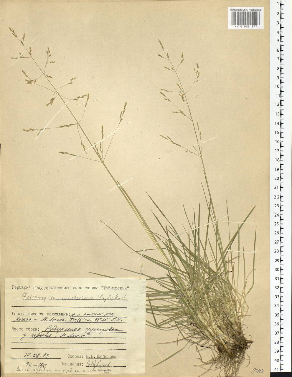 Deschampsia cespitosa subsp. cespitosa, Siberia, Central Siberia (S3) (Russia)