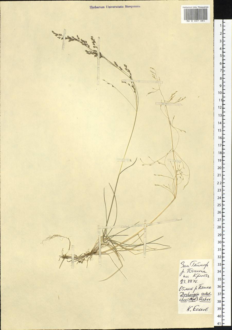 Deschampsia cespitosa subsp. cespitosa, Siberia, Central Siberia (S3) (Russia)