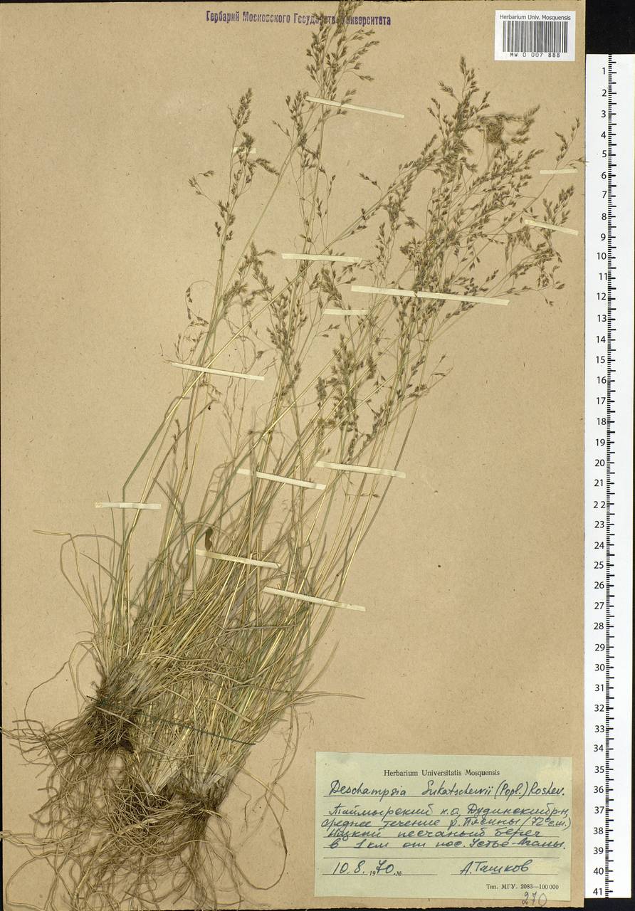 Deschampsia cespitosa subsp. cespitosa, Siberia, Central Siberia (S3) (Russia)