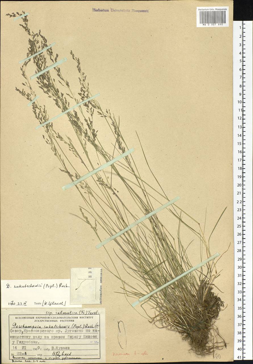 Deschampsia cespitosa subsp. cespitosa, Siberia, Central Siberia (S3) (Russia)