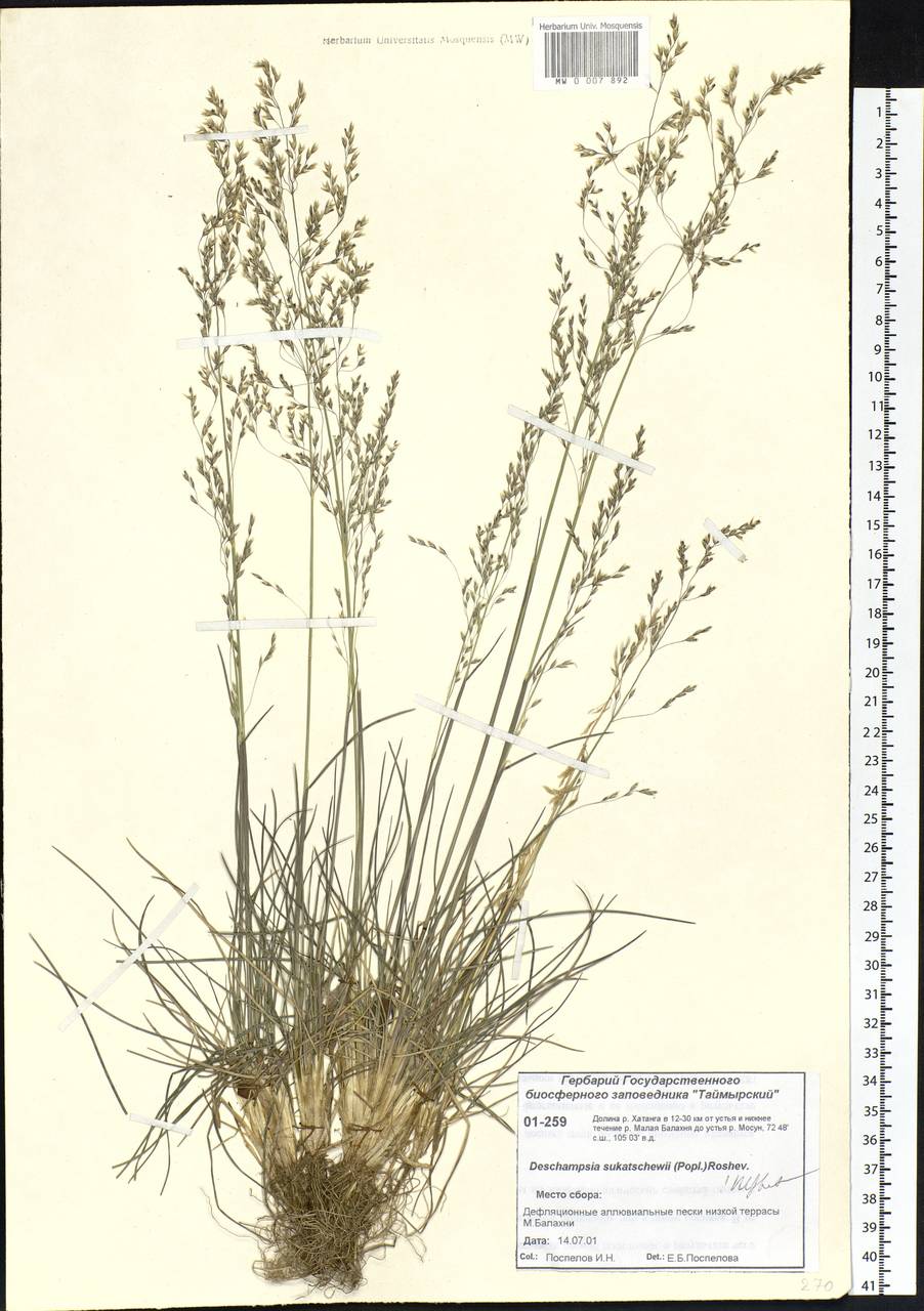 Deschampsia cespitosa subsp. cespitosa, Siberia, Central Siberia (S3) (Russia)