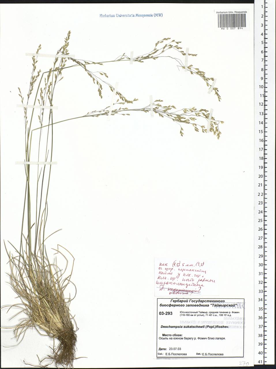 Deschampsia cespitosa subsp. cespitosa, Siberia, Central Siberia (S3) (Russia)