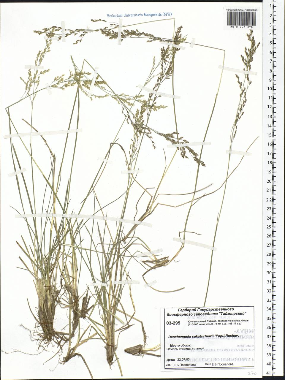 Deschampsia cespitosa subsp. cespitosa, Siberia, Central Siberia (S3) (Russia)