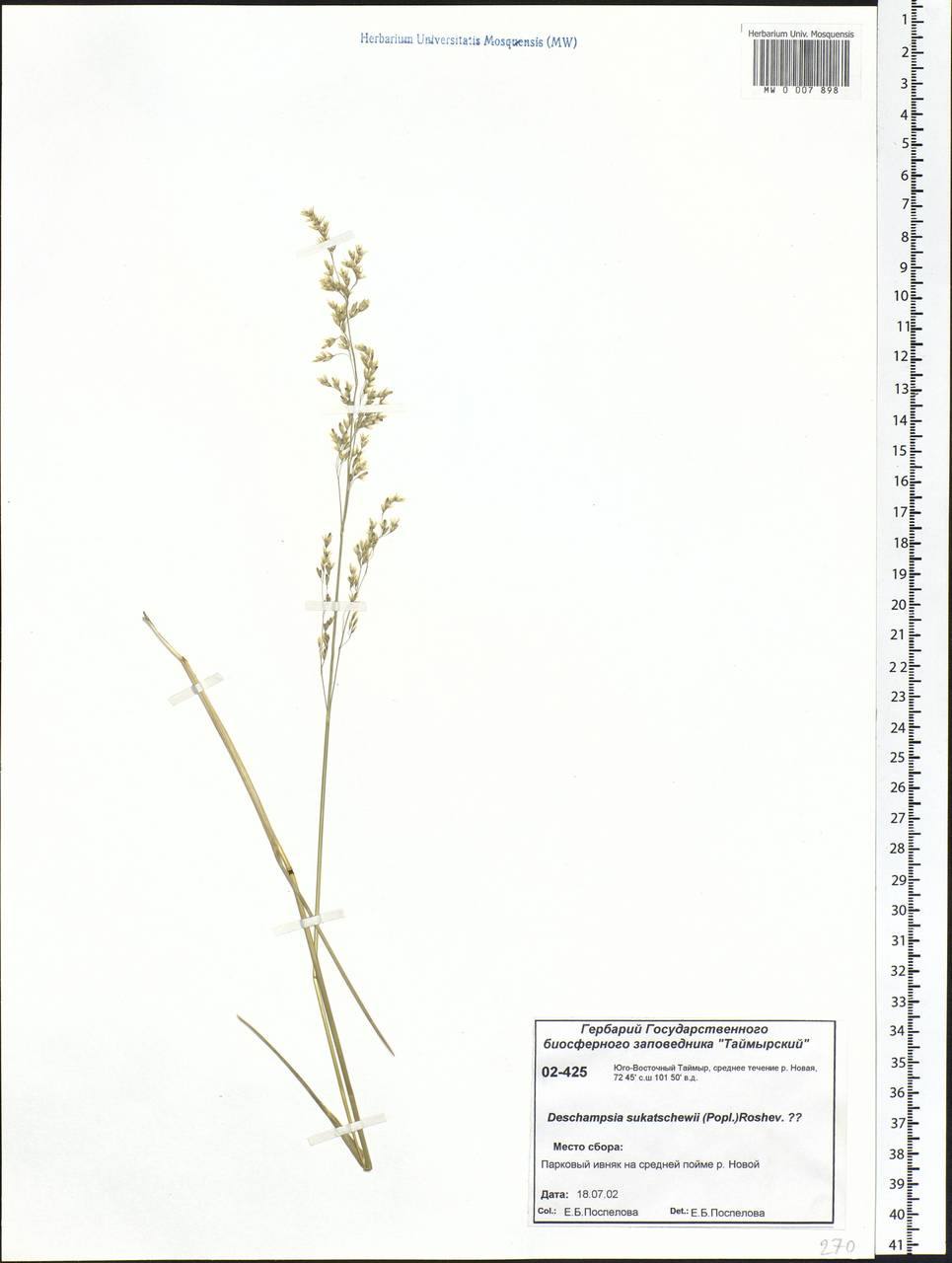 Deschampsia cespitosa subsp. cespitosa, Siberia, Central Siberia (S3) (Russia)
