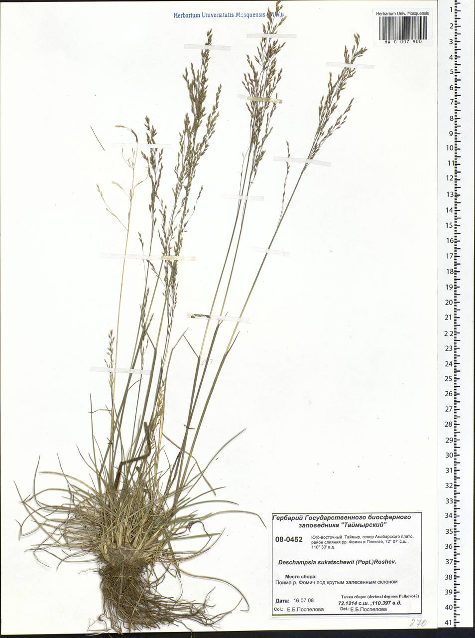 Deschampsia cespitosa subsp. cespitosa, Siberia, Central Siberia (S3) (Russia)