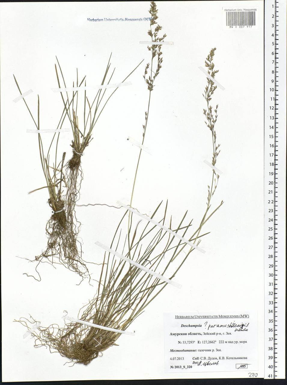 Deschampsia cespitosa subsp. cespitosa, Siberia, Russian Far East (S6) (Russia)