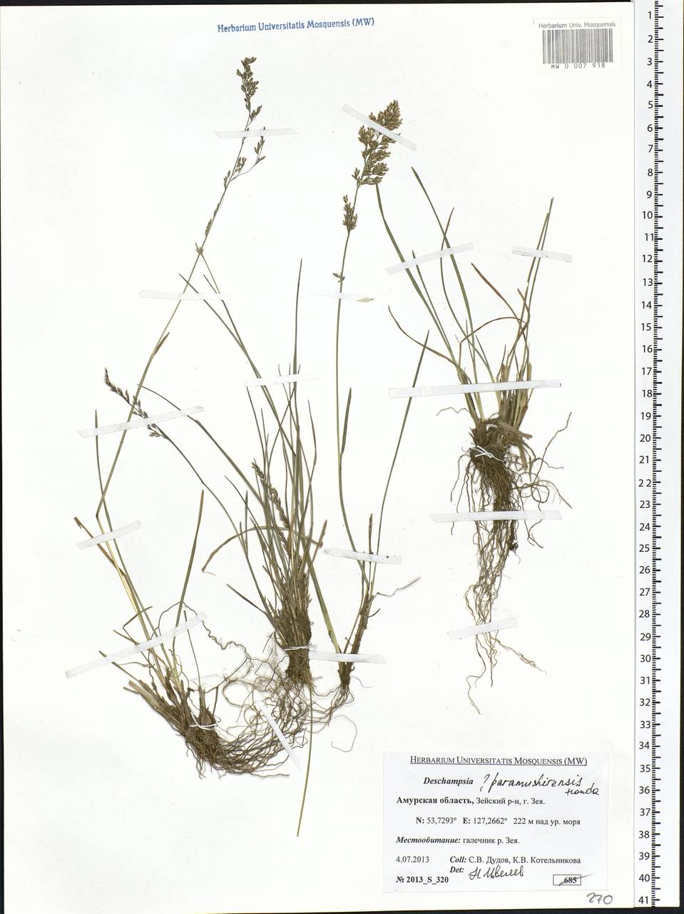 Deschampsia cespitosa subsp. cespitosa, Siberia, Russian Far East (S6) (Russia)