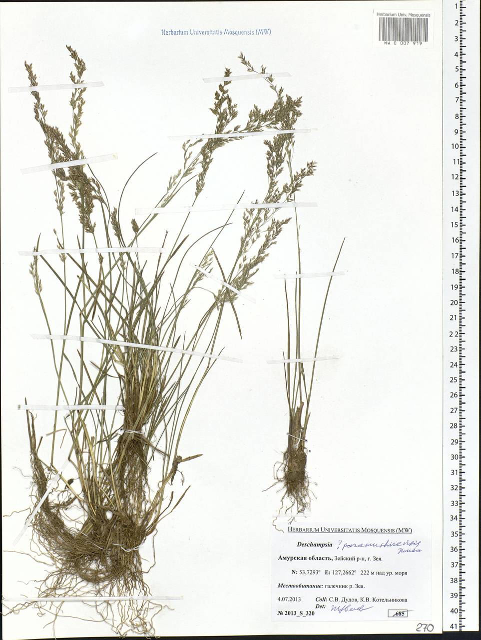 Deschampsia cespitosa subsp. cespitosa, Siberia, Russian Far East (S6) (Russia)