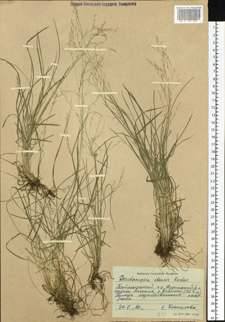 Deschampsia cespitosa subsp. cespitosa, Siberia, Central Siberia (S3) (Russia)