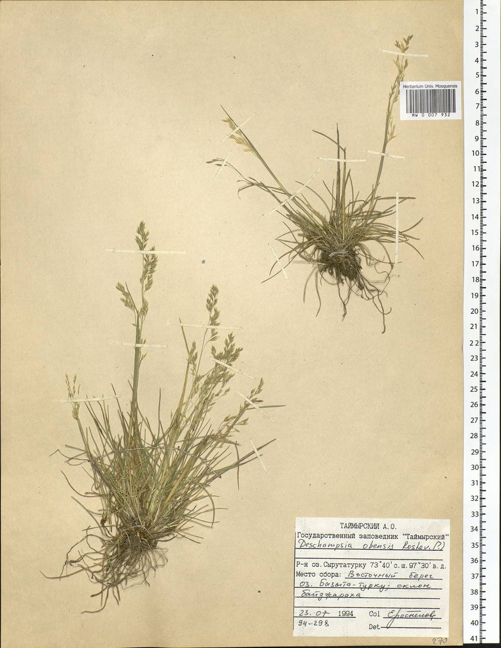 Deschampsia cespitosa subsp. cespitosa, Siberia, Central Siberia (S3) (Russia)