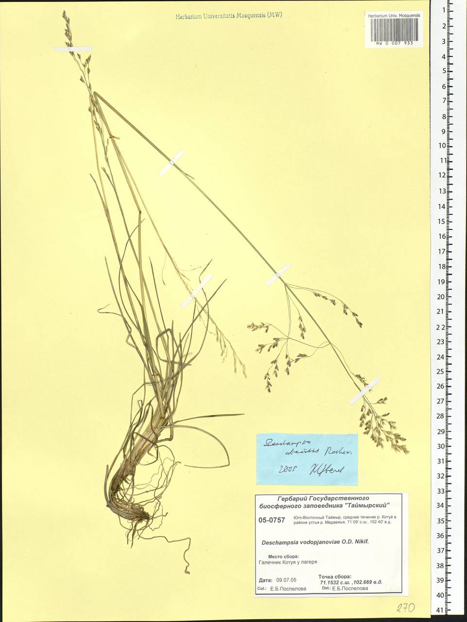 Deschampsia cespitosa subsp. cespitosa, Siberia, Central Siberia (S3) (Russia)