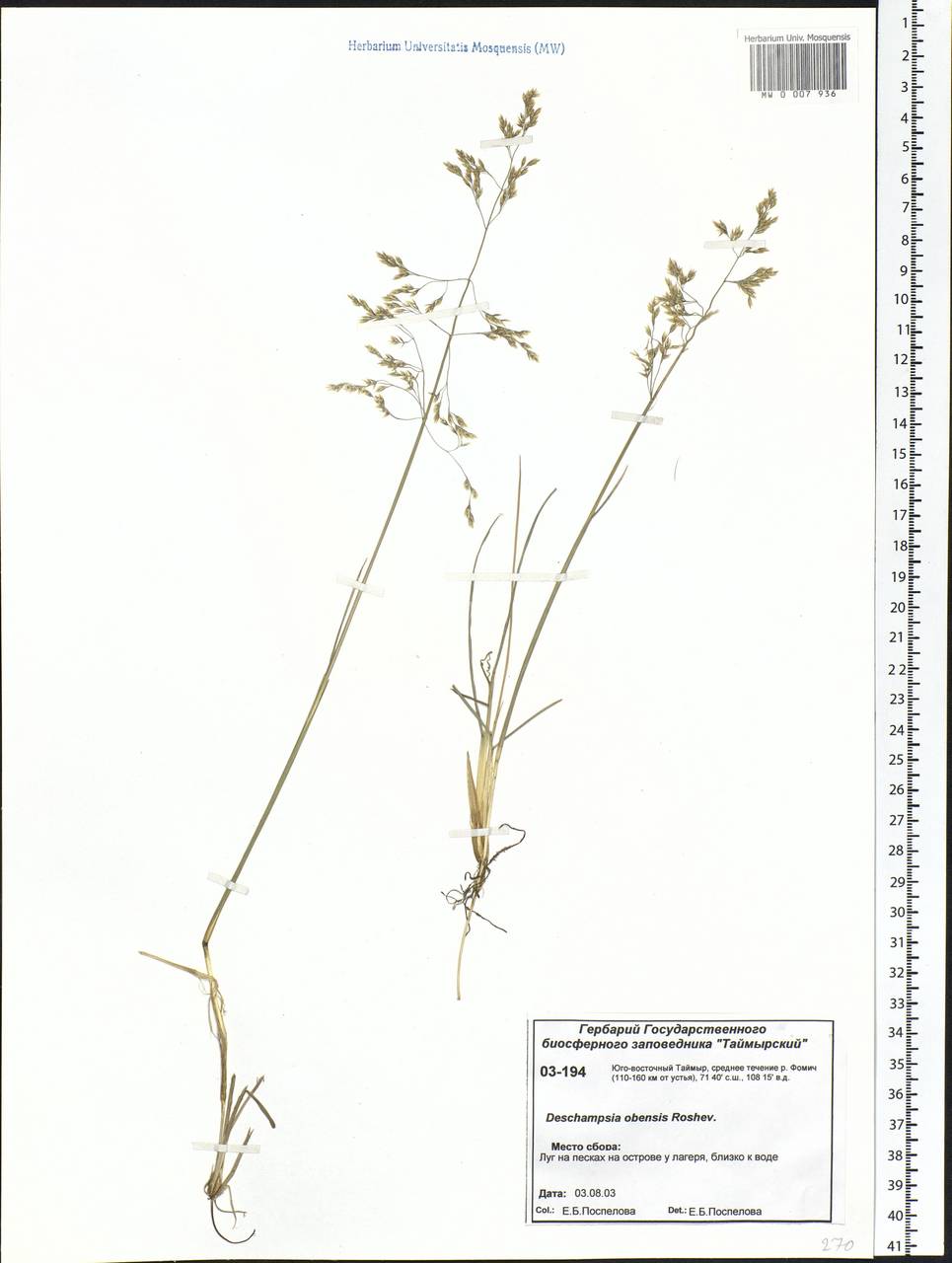 Deschampsia cespitosa subsp. cespitosa, Siberia, Central Siberia (S3) (Russia)