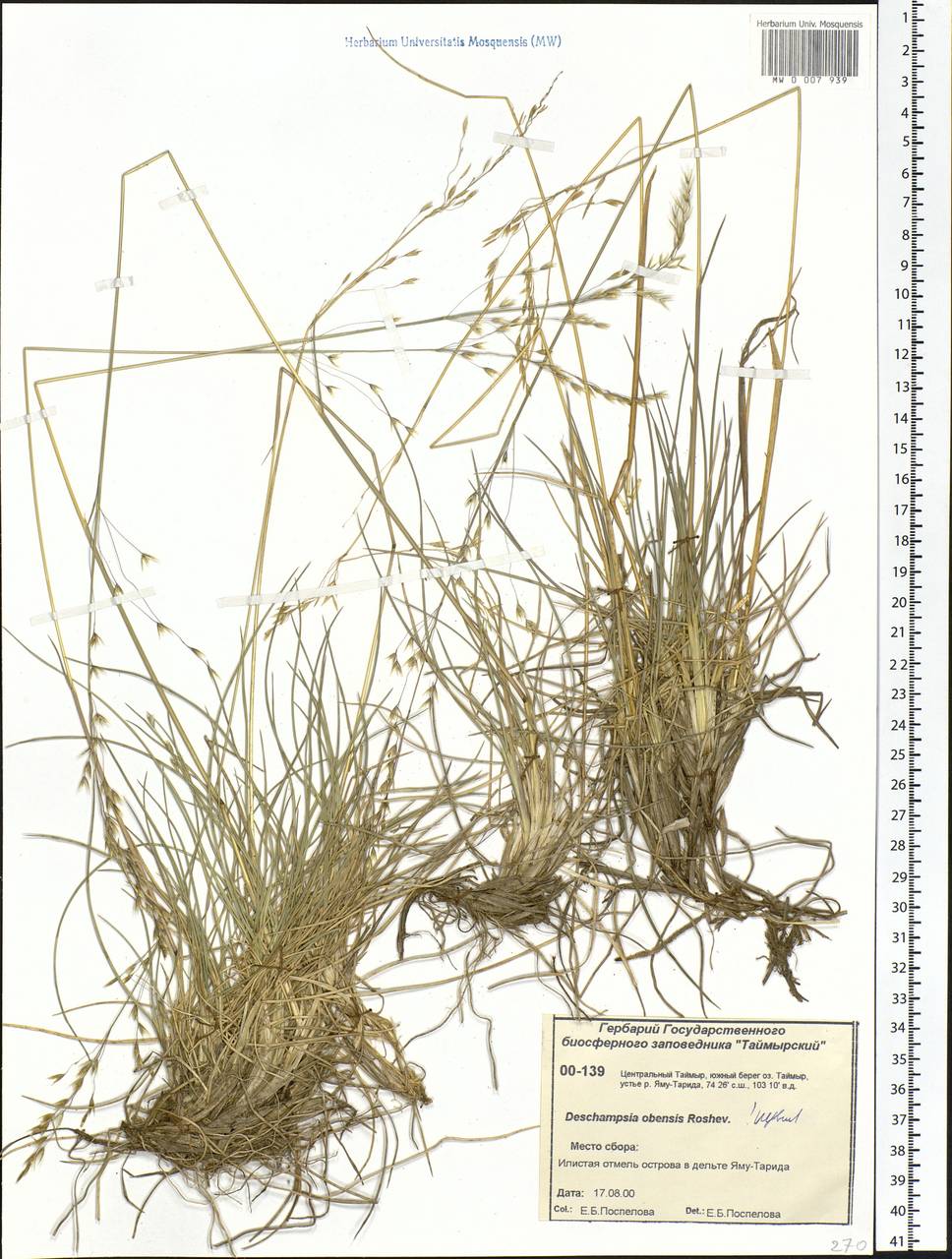 Deschampsia cespitosa subsp. cespitosa, Siberia, Central Siberia (S3) (Russia)