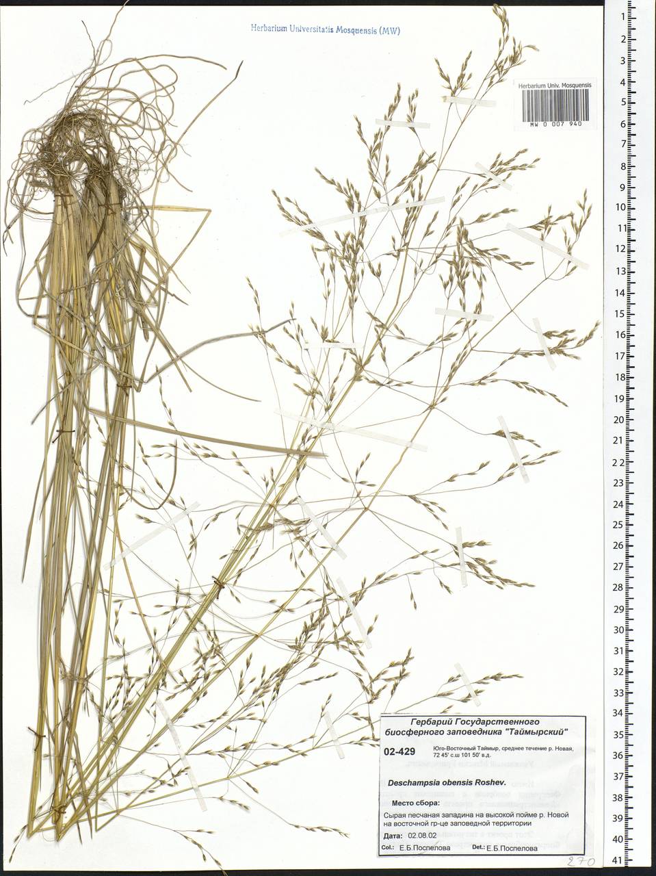 Deschampsia cespitosa subsp. cespitosa, Siberia, Central Siberia (S3) (Russia)