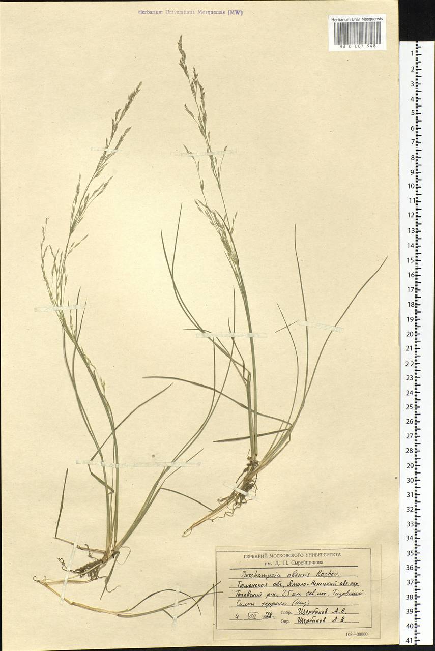 Deschampsia cespitosa subsp. cespitosa, Siberia, Western Siberia (S1) (Russia)