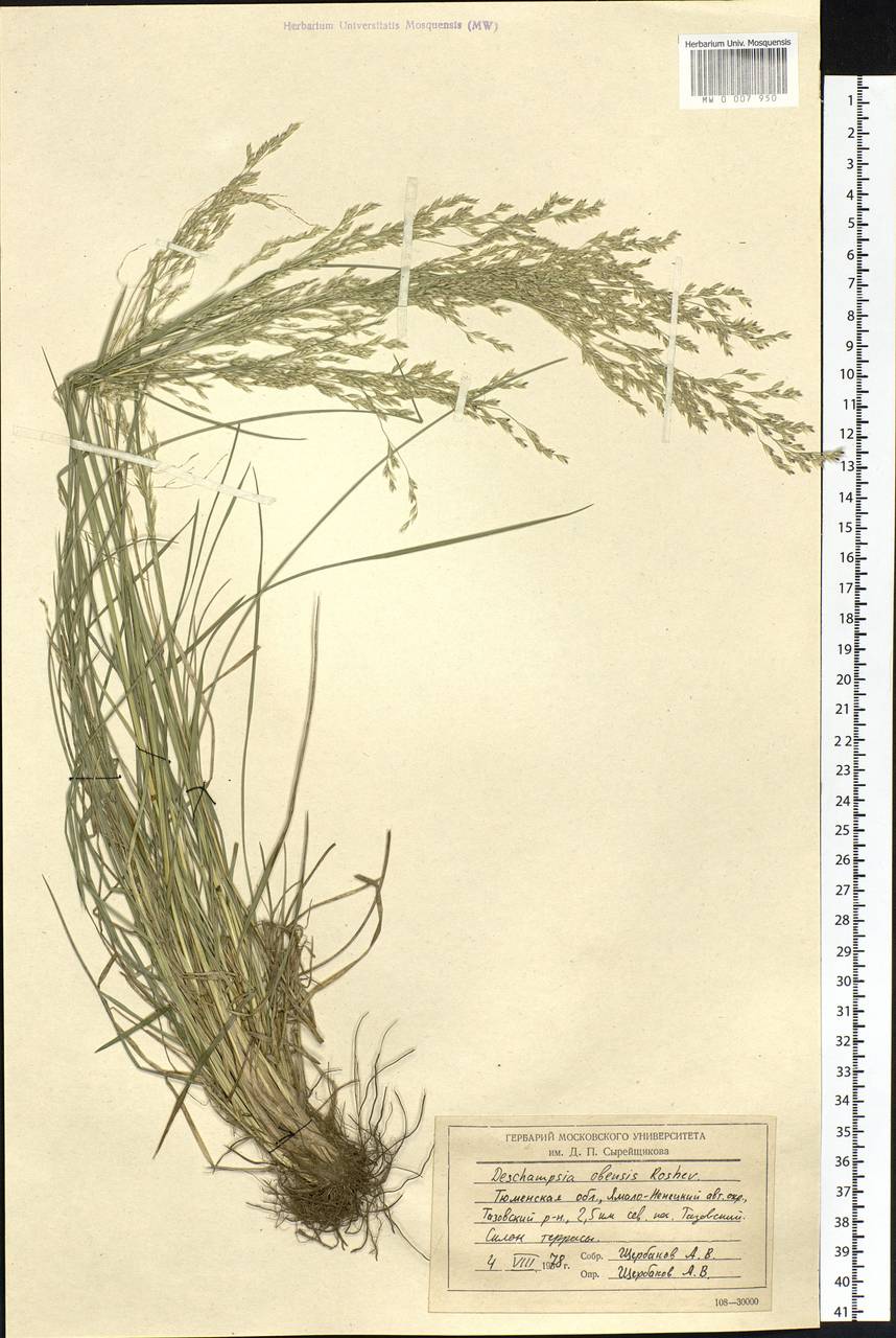 Deschampsia cespitosa subsp. cespitosa, Siberia, Western Siberia (S1) (Russia)