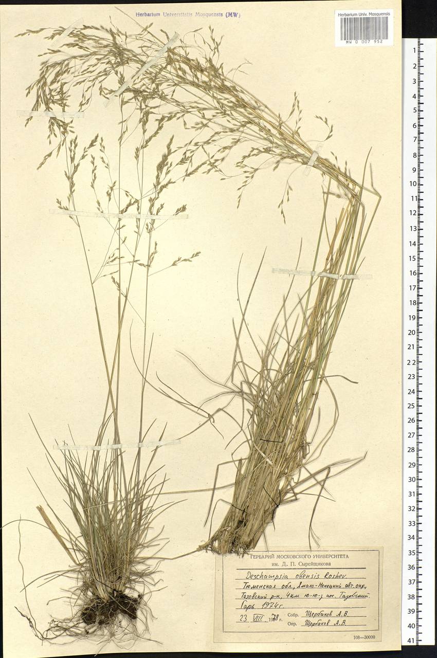 Deschampsia cespitosa subsp. cespitosa, Siberia, Western Siberia (S1) (Russia)
