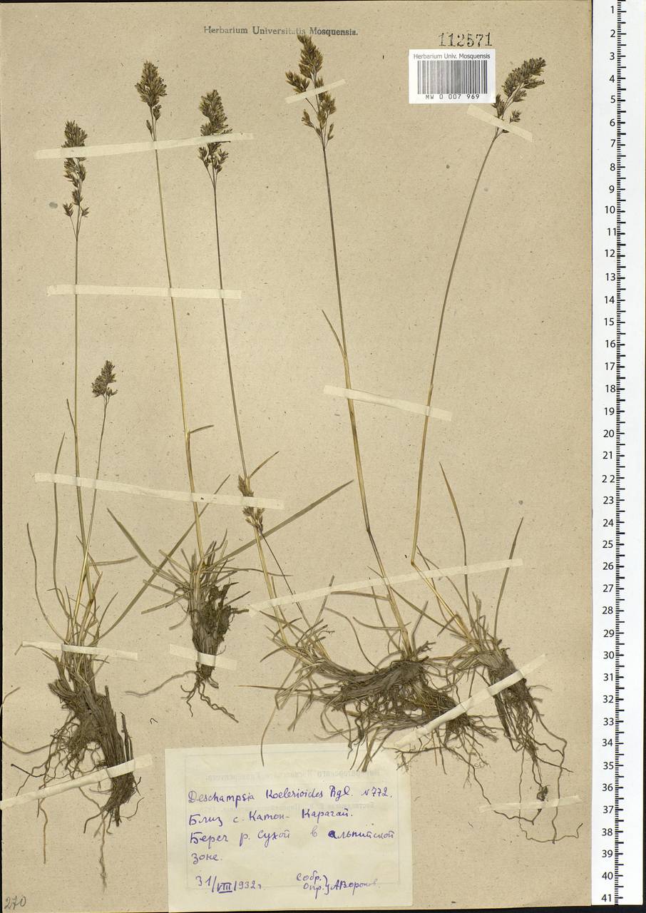 Deschampsia koelerioides Regel, Siberia, Western (Kazakhstan) Altai Mountains (S2a) (Kazakhstan)