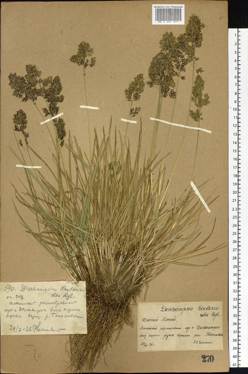 Deschampsia koelerioides Regel, Middle Asia, Dzungarian Alatau & Tarbagatai (M5) (Kazakhstan)