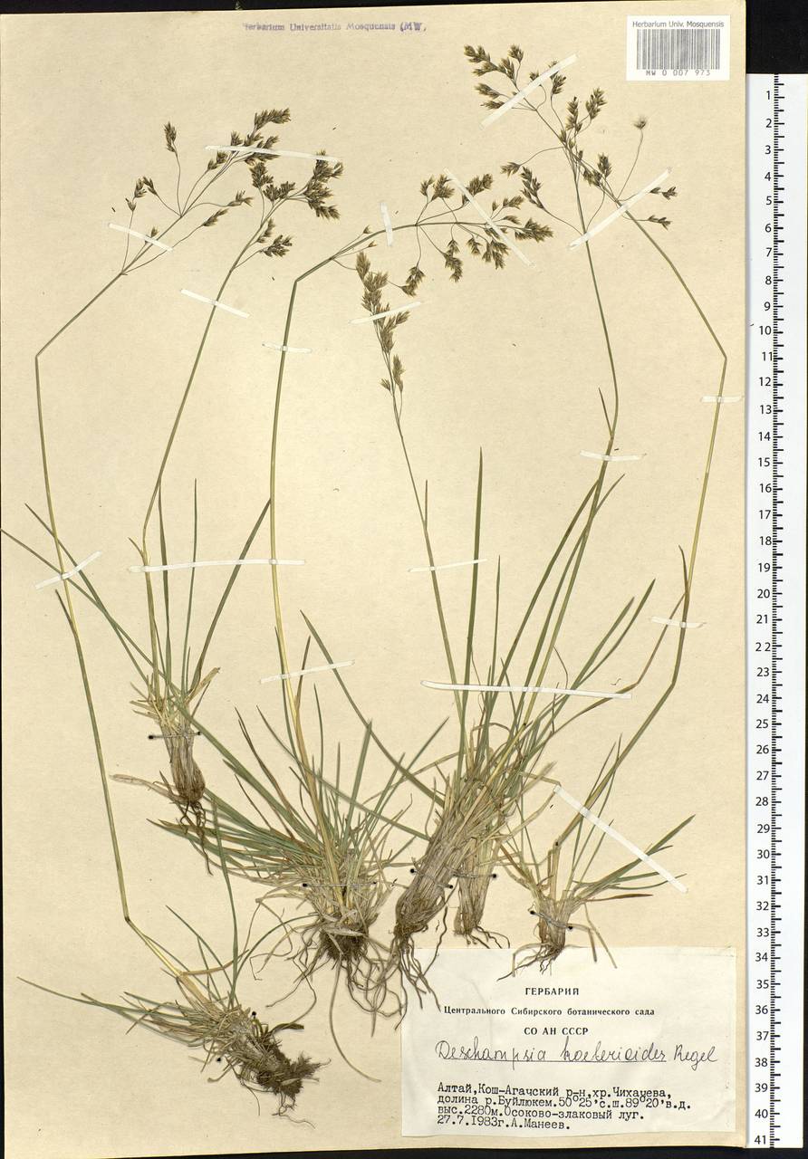 Deschampsia koelerioides Regel, Siberia, Altai & Sayany Mountains (S2) (Russia)