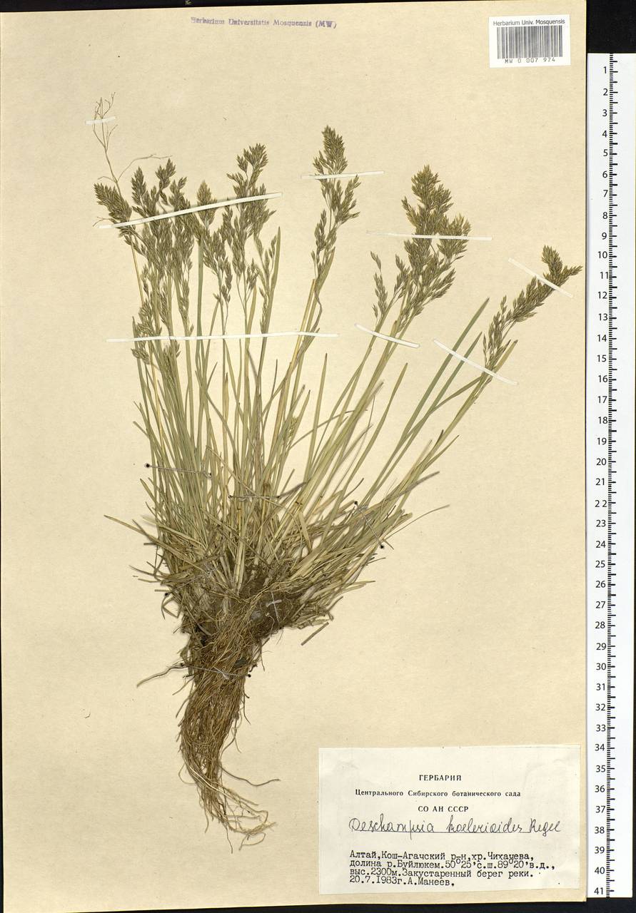 Deschampsia koelerioides Regel, Siberia, Altai & Sayany Mountains (S2) (Russia)