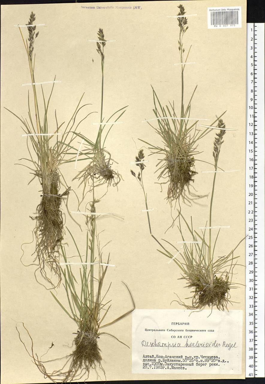 Deschampsia koelerioides Regel, Siberia, Altai & Sayany Mountains (S2) (Russia)