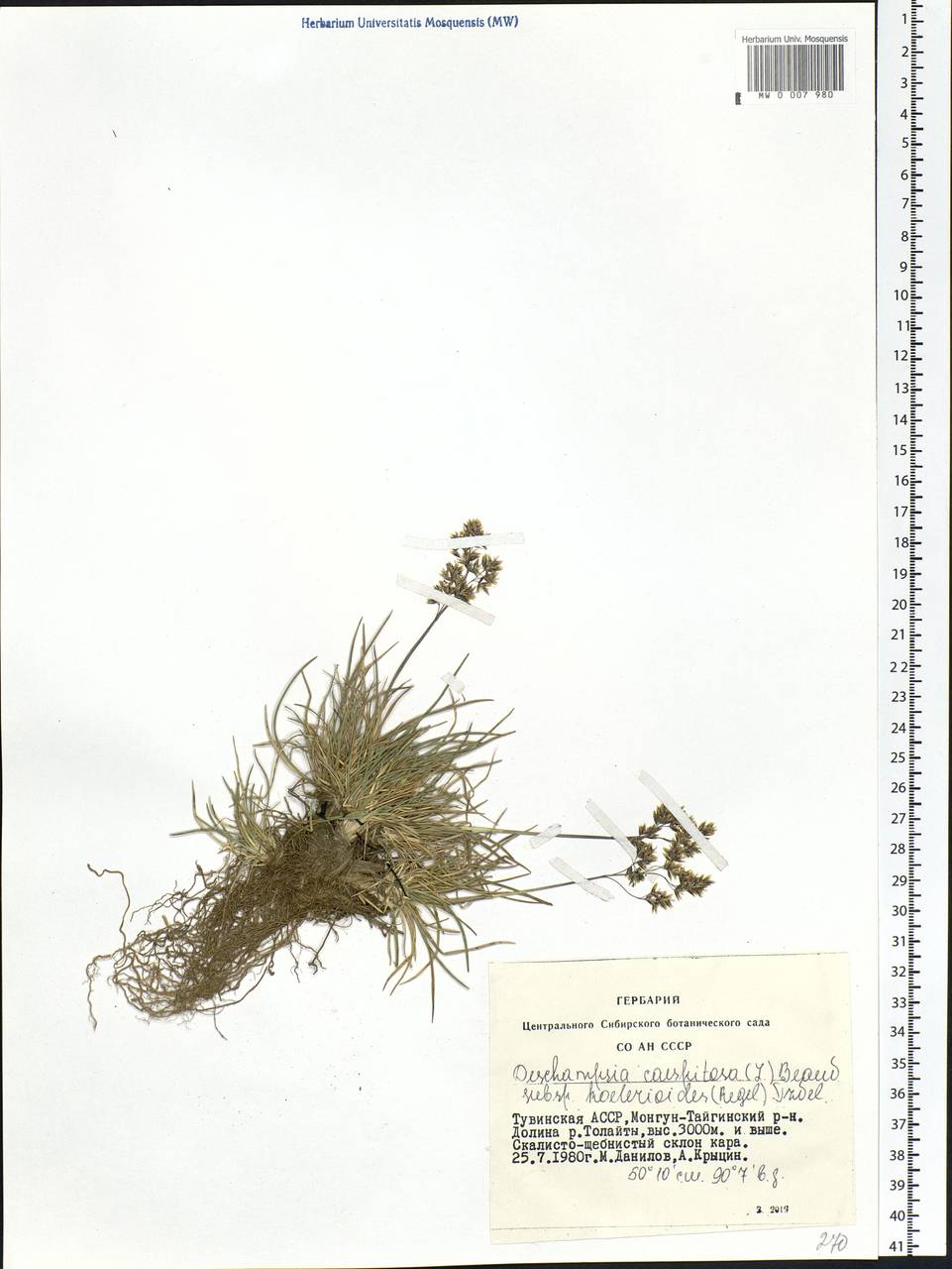 Deschampsia koelerioides Regel, Siberia, Altai & Sayany Mountains (S2) (Russia)