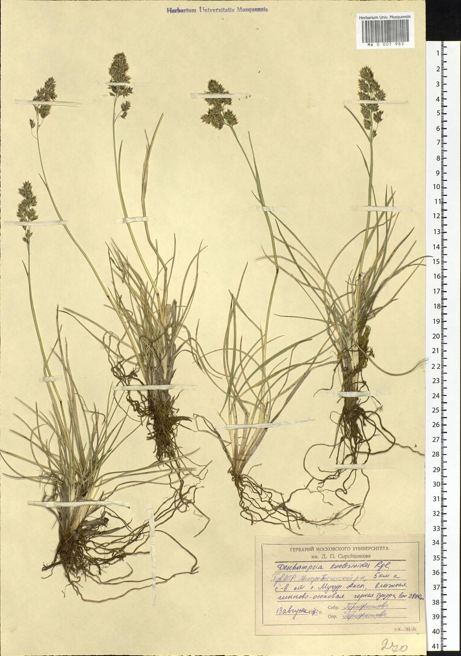 Deschampsia koelerioides Regel, Siberia, Altai & Sayany Mountains (S2) (Russia)