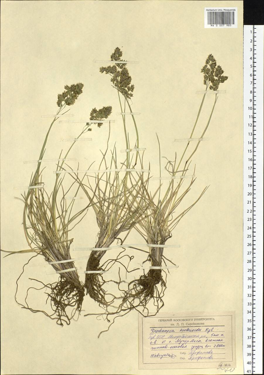 Deschampsia koelerioides Regel, Siberia, Altai & Sayany Mountains (S2) (Russia)