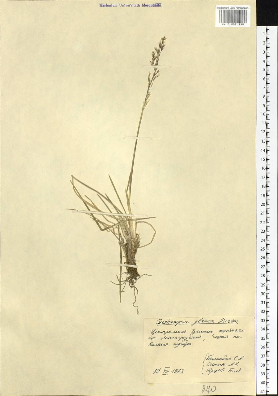 Deschampsia cespitosa subsp. cespitosa, Siberia, Chukotka & Kamchatka (S7) (Russia)