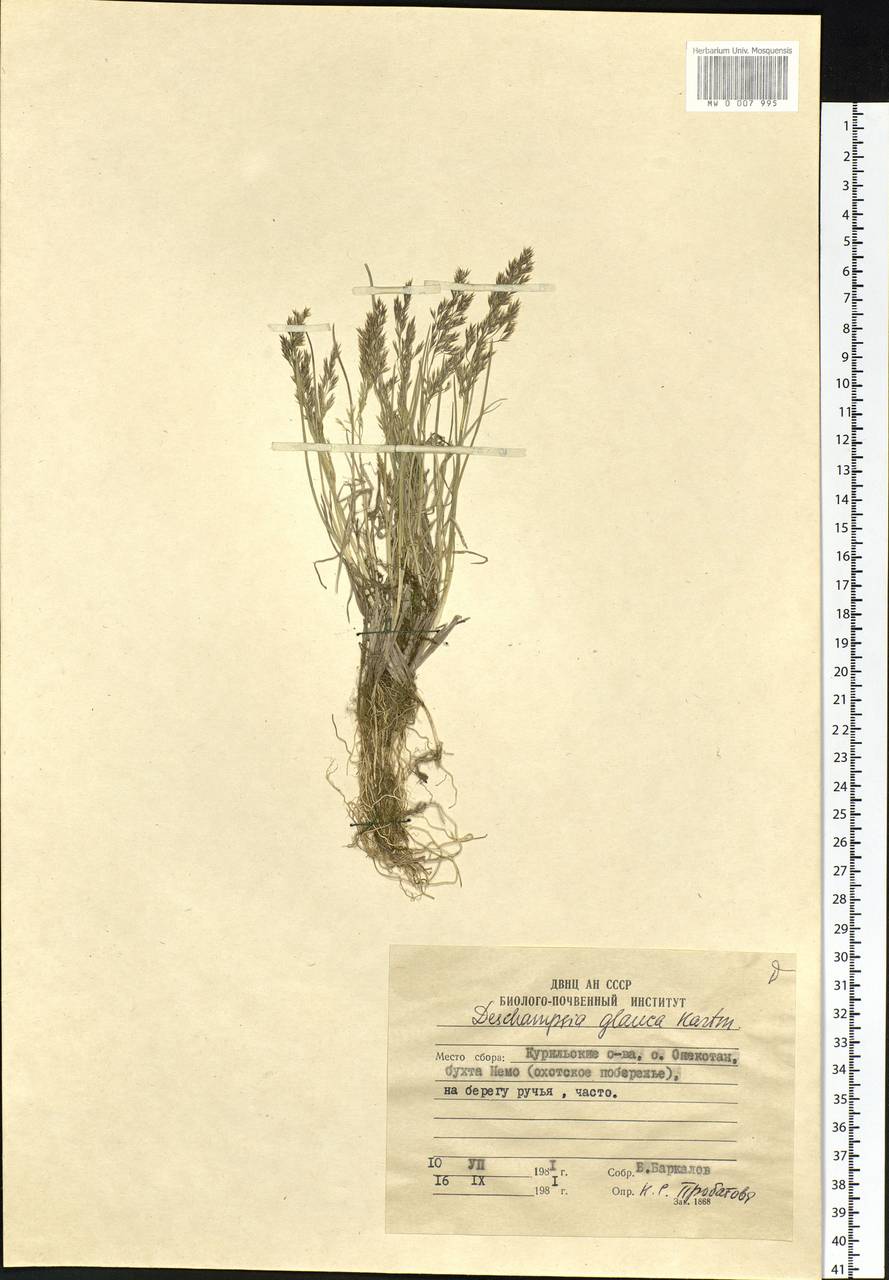 Deschampsia cespitosa subsp. cespitosa, Siberia, Russian Far East (S6) (Russia)
