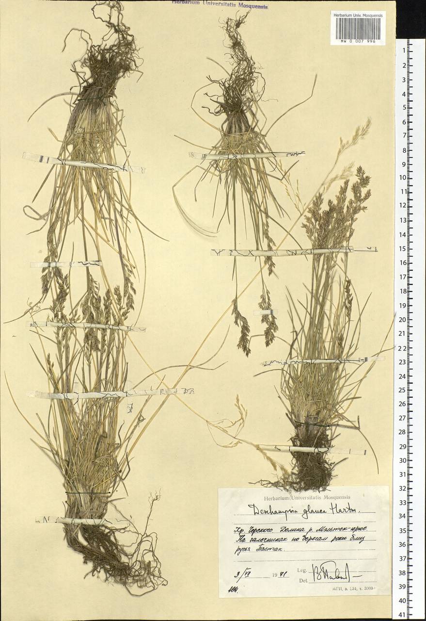Deschampsia cespitosa subsp. cespitosa, Siberia, Yakutia (S5) (Russia)