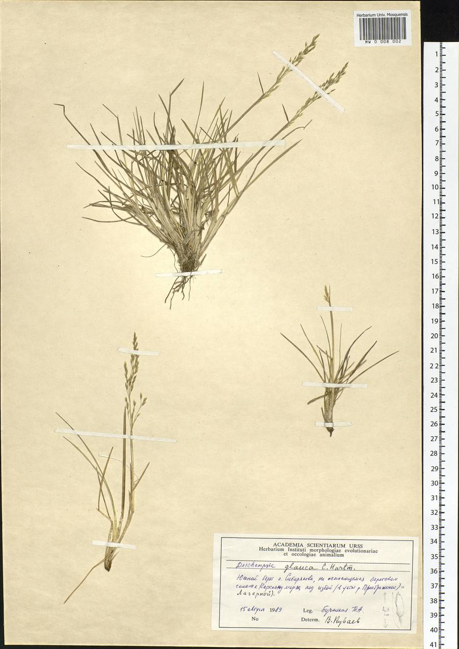 Deschampsia cespitosa subsp. cespitosa, Siberia, Central Siberia (S3) (Russia)