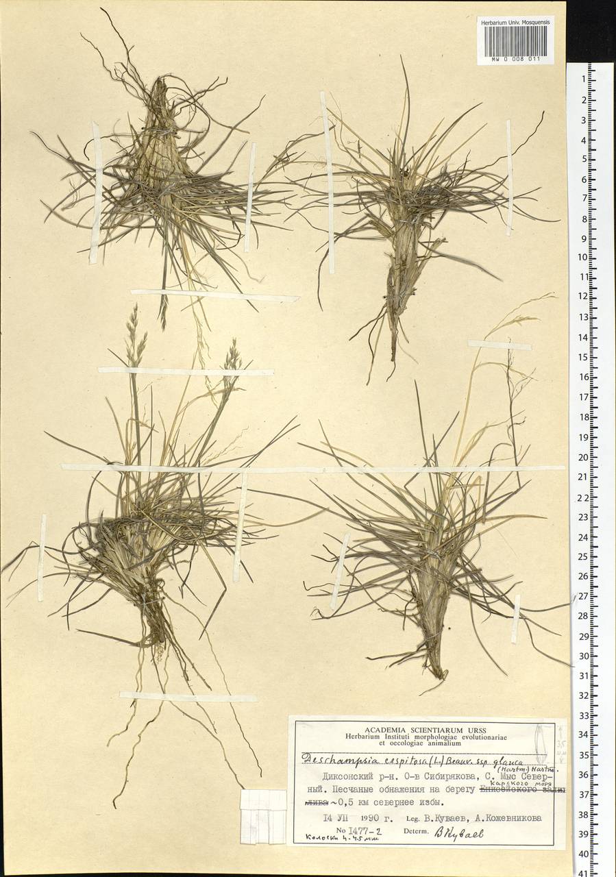 Deschampsia cespitosa subsp. cespitosa, Siberia, Central Siberia (S3) (Russia)